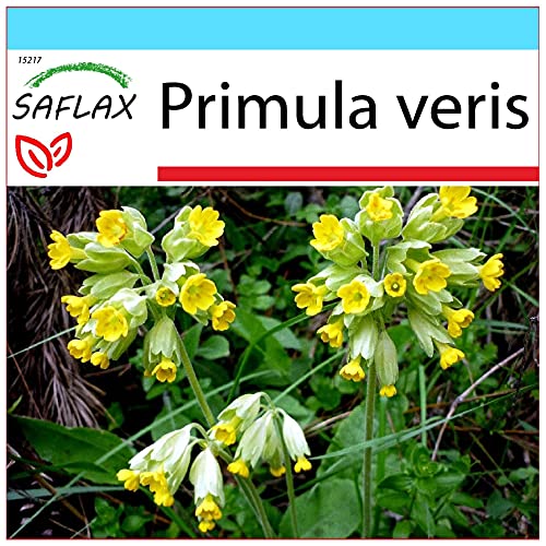 SAFLAX - Set regalo - Primavera - 100 semillas - Con caja regalo/envío, etiqueta para envío, tarjeta de felicitación y sustrato de cultivo y fertilizante - Primula veris