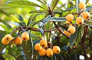 Shopvise níspero (planta de semillero) Árbol Tropical Fruit