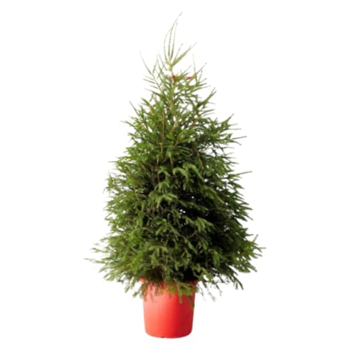 Verdecora Árbol de Navidad | Picea Excelsa Enraizada | Abeto Europeo o Abeto Noruego | Planta Natural en Maceta (100-125cm)