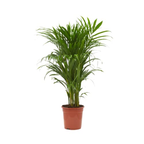 Verdecora Areca | Palmera amarilla | Palma de frutos de oro | Palmera bambú | Reina de las palmas | Planta Tropical natural de interior y exterior en maceta de 4 litros