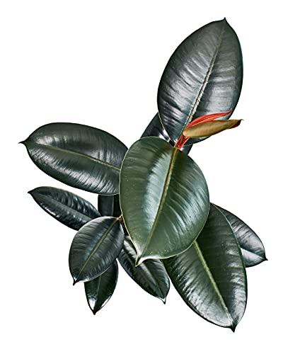 Verdecora Ficus Robusta | Ficus Elástica | Decoración toque rústico | Escasos cuidados | Planta natural de interior en maceta de Ø20cm (altura total aproximada 100-110cm)