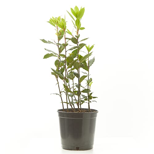 Verdecora Laurel | Lauro | Arbusto culinario | Aromatizado | Ideal ingrediente de uso culinario | Planta natural de exterior (Maceta Ø15cm)