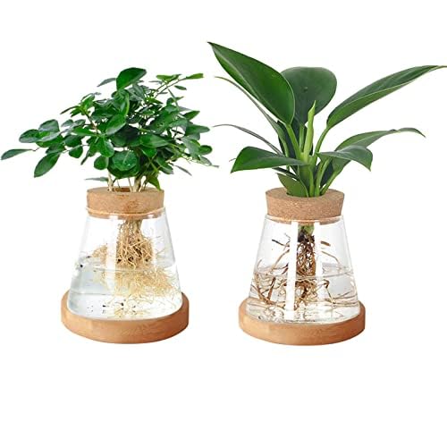 YWNYT Terrario de propagación de plantas, 2 soportes transparentes para esquejes de plantas de escritorio, jarrón de vidrio con tapa de madera y soporte de bambú para cultivar plantas hidropónicas