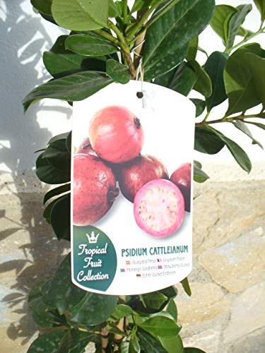 1 planta – Guave de fresas – Psidium cattleianum, Guava de cerezo, fruta sanitaria 110 – 125 cm