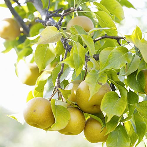 10 piezas frescas Semillas de peral árbol frutal de hoja caduca perenne aspecto único fruta completa plantada en una granja al aire libre disfruta de la alegría de la cosecha