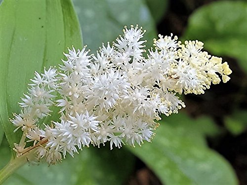 10 semillas de flores de espigas de salomón de color blanco, Maianthemum Racemosum de origen occidental