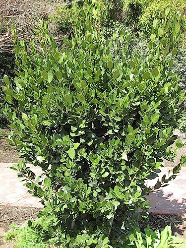 10 Semillas de Laurel (Laurus nobilis)