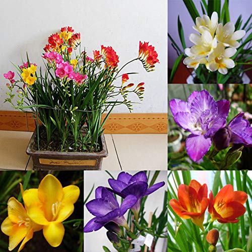 100 piezas de semillas de flores perfumadas de fresia perenne para interiores y jardines de bonsái raros para mujeres, hombres, niños, principiantes, jardineros regalo