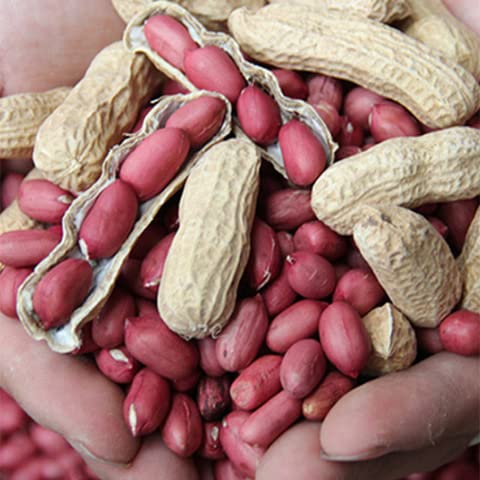 12 semillas / pack, semillas Cuatro cacahuetes, cacahuates, cacahuetes Cuatro rojas, semillas de hortalizas balcón