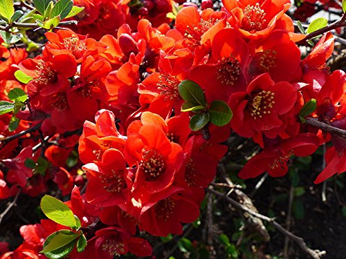 20 enana roja Floración semillas de membrillo arbusto fruta Chaenomeles Japonica escarlata
