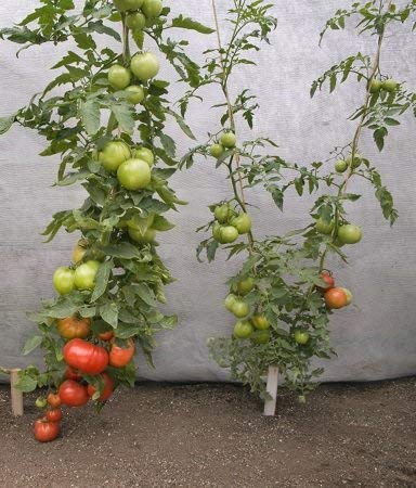 20 semillas de tomate Supernatural Portainjerto