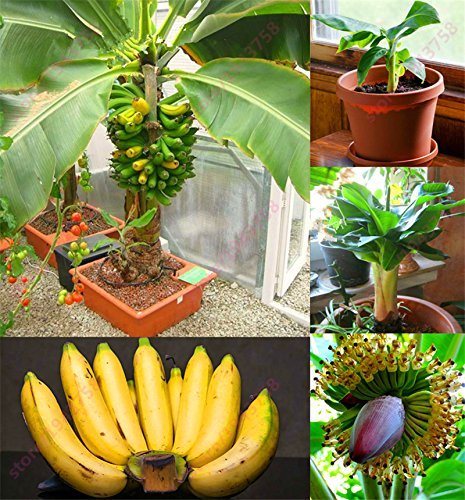 200 PC semillas de plátano, árboles frutales enanos, el sabor de la leche, semillas al aire libre perenne fruta para plantas de jardín