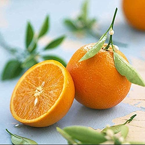 200 Piezas Semillas De Naranja Variedades De árboles Frutales Decoran El Jardín De Su Casa Fácil De Cuidar Y Cultivar Adecuado Para Jardineros Novatos