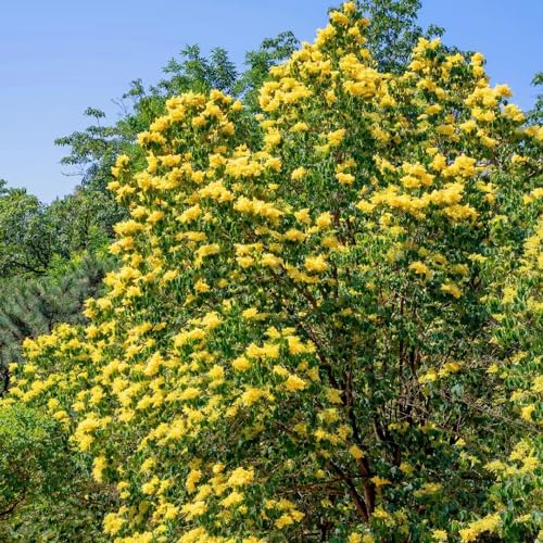 200 piezas semillas resistentes de plantas lilas, Plantas de balcón, semillas de variedades antiguas. balcón de flores, semillas de bonsái flores semillas perennes, plantas de contenedor