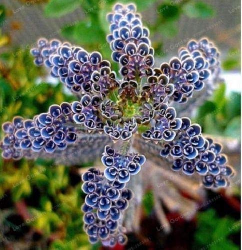 25 Semillas raras azul oscuro Kalanchoe suculento de hogar de la flor exótica planta de jardín