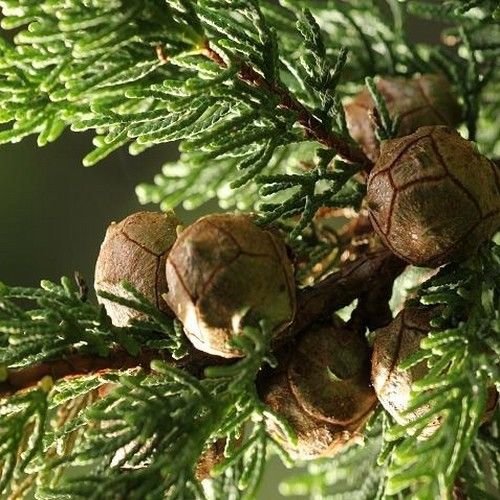 25 Semillas - Semillas de Monterey Ciprés (Cupressus macrocarpa)
