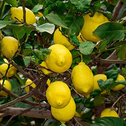 30 Semillas de Limonero Regalos de Jardín Siembra Orgánica Plantas Decorativas Jardineros Semillas Orgánicas Bonzai Árboles Frutales Enanos Regalos de Sostenibilidad Jardinería Urbana Fru