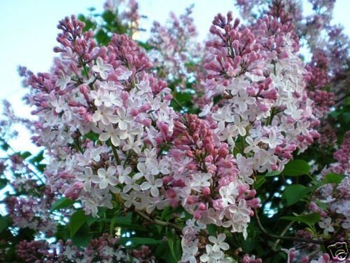 30 semillas - Francés lila, Syringa vulgaris, semillas de arbustos (Rápido, fragante, Hardy, Seto llamativo)
