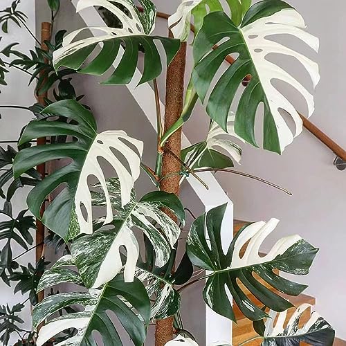 300 piezas semillas de plantas monstera variegata - plantas decorativas perennes resistentes,Monstera deliciosa, plantas exóticas resistentes regalos inusuales plantas decorativas