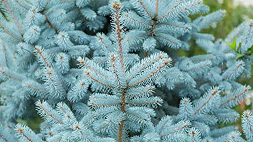 40 Semillas de Abeto Azul de Colorado ( Picea pungens )