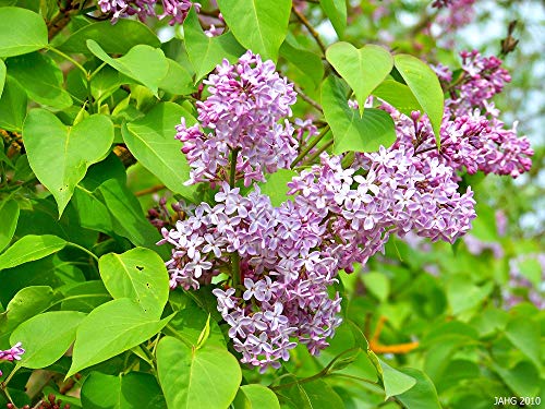 40 Semillas de Lilac (Syringa Vulgaris)