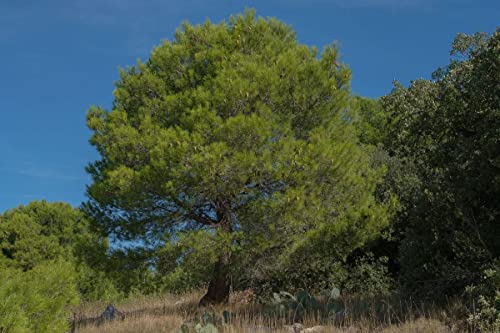 40 Semillas de Pino Carrasco - (Pinus halepensis)