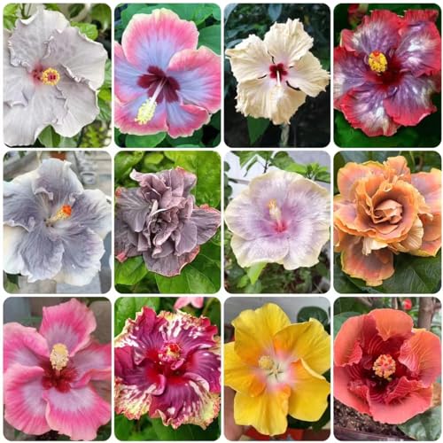 400 piezas Semillas de hibisco - Regalos inusuales Enverdecimiento de techos, Hibiscus syriacus, Plantas de pradera de mariposas Árboles Jardín Plantas decorativas resistentes Flores de prim
