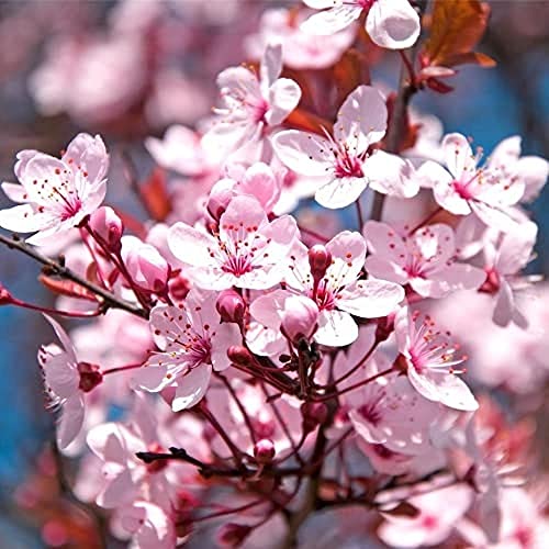 5 Piezas Semillas De Sakura Árboles Ornamentales De Flores De Cerezo Perennes Con Flores De Primavera Rosa Para Plantar En El Patio Decoración De Jardinería Al Aire Libre