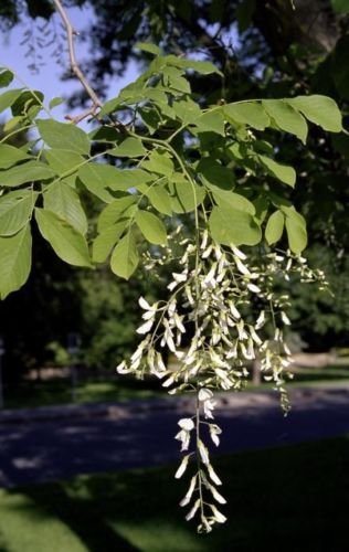 5 Semillas de Cladrastis Lutea Yellowwood árbol