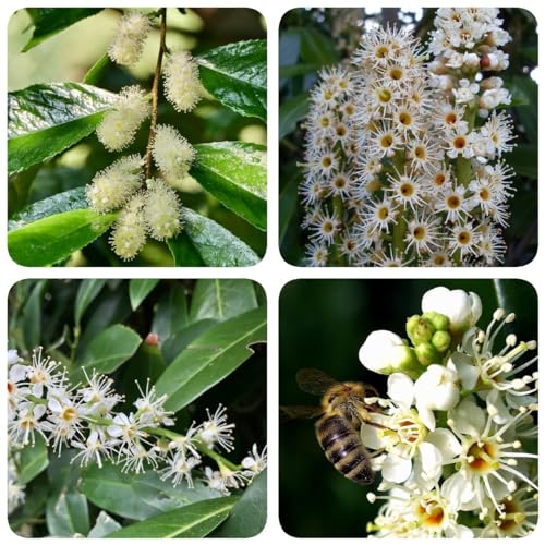 50 piezas semillas de plantas de laurel cerezo - semillas, plantas exóticas resistentes (Prunus laurocerasus) semillas de bonsái, regalo de semillas plantas, plantas de exterior plantas