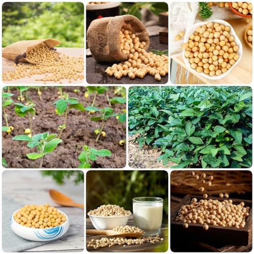 60 piezas de semillas de soja orgánicas - camas elevadas para jardín semillas de hierbas silvestres saladas, semillas de hierbas de soja plantas resistentes en macetas productos sostenibles