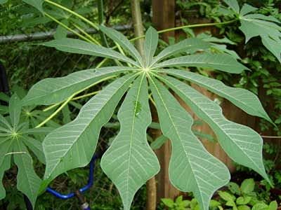 Aamish 5pcs semillas de árbol de mandioca Manihot dulcis