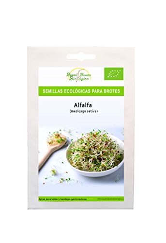 ALFALFA 90g - Semillas certificadas para germinar. Semilla para brotes, germinados y microgreen Bueno Bonito Biológico