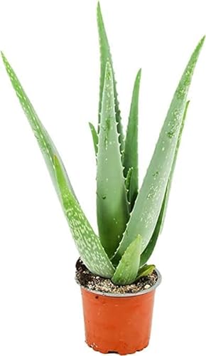 aloe de Barbados Planta Aloe Vera Fresca Viva y natural Planta Medicinal en Maceta de 8,5 cm pequeña envio gratuito