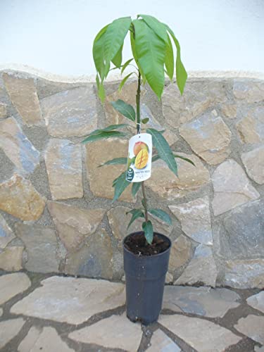 Auténtico árbol de mango refinado, Mangifera indica, planta de mango, aprox. 100-120 cm