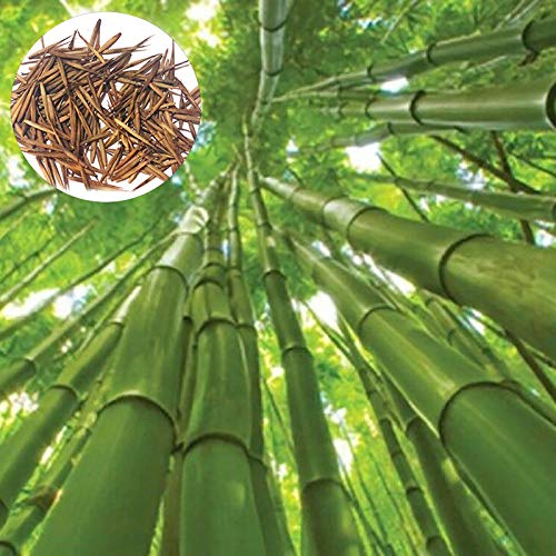 Benoon Semillas De Bambú, 1 Bolsa Semillas De Bambú Semillas De Jardín Frescas Gigantes Ornamentales Naturales Para El Parque Semillas de Bambú