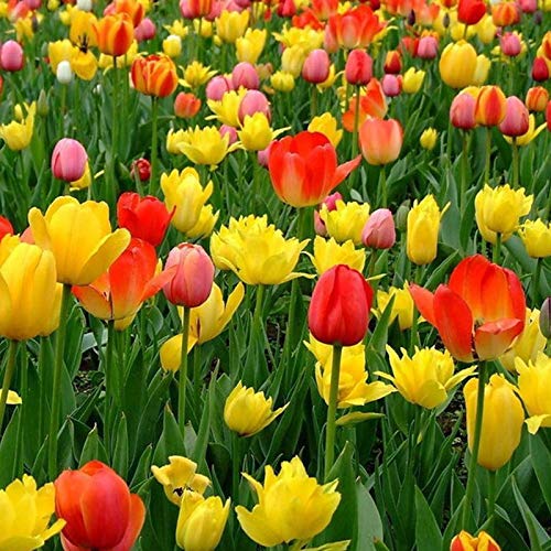 Benoon Semillas De Tulipán, 300 Piezas/Bolsa Semillas De Tulipán Llenas De Vitalidad Planta En Otoño Semillas De Plantas De Flores Naturales De Crecimiento Rápido Para Jardín Semilla de tulipán