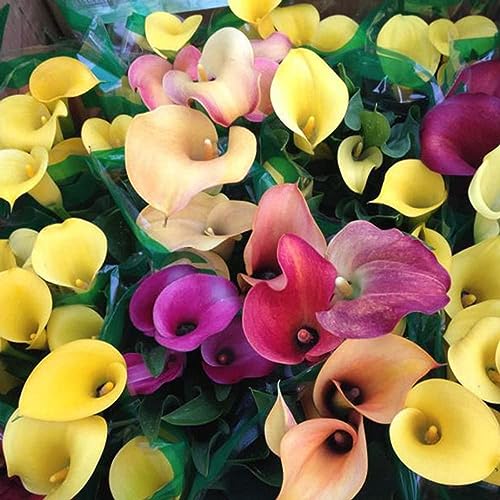 Bodhi2000 100 Unids/bolsa Mezcla Color Calla Lily Semillas Semillas de Flores Ornamentales Fácil Sobrevivir Buena Cosecha Semillas de Flores para Exteriores Color mixto Semillas de lirio de cala