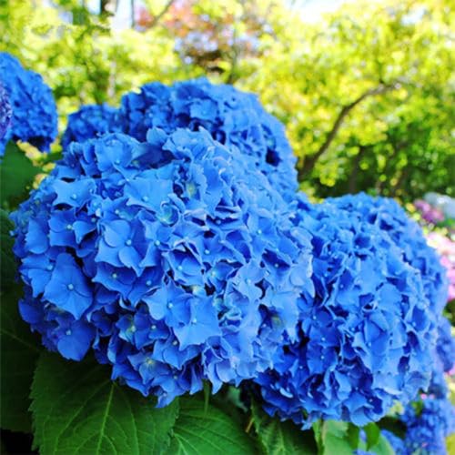 Bodhi2000 50 semillas de flores de hortensia azul, plantas de jardín, bonsái, semillas raras en maceta Azul