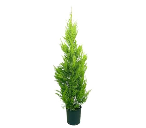 CUPRESSUS GOLD CREST M30 150-175CM | PLANTA NATURAL| CIPRES LIMÓN | PINO DEL LIMON | PERFECTO PARA EXTERIOR