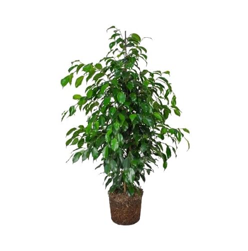 DECOALIVE Ficus Benjamina Verde Árbol de Interior Natural +100cm de Altura