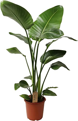 DECOALIVE Strelitzia Augusta Planta Natural Conocida como Platanera Borde