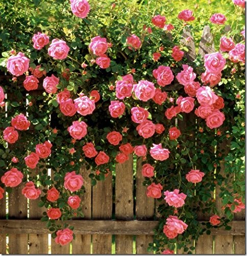 enredaderas de flores de semillas de Rosa, Polyantha rosa, semillas de flor china, Escalada Semillas Roses, 200pcs / bag-ornamental planta