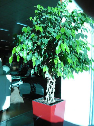 Ficus benjamina - higo llorón - 25 semillas