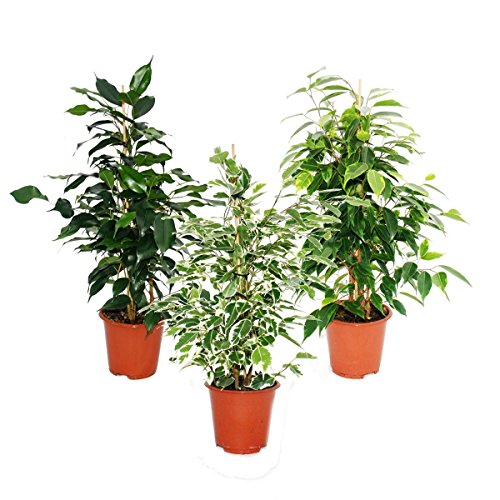 Ficus Benjamini - Set of 3 - Danielle - Anastasia - Twighlight 12cm pot