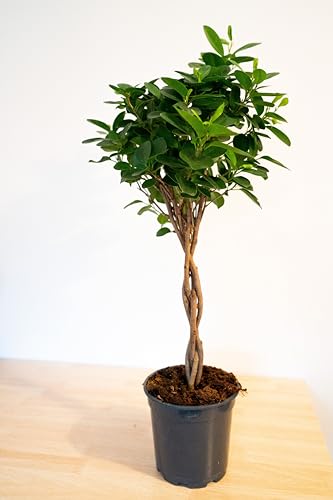 FICUS MOCLAME 80CM Tronco Trenzado Natural Planta Interior Exterior Facil de Cuidar