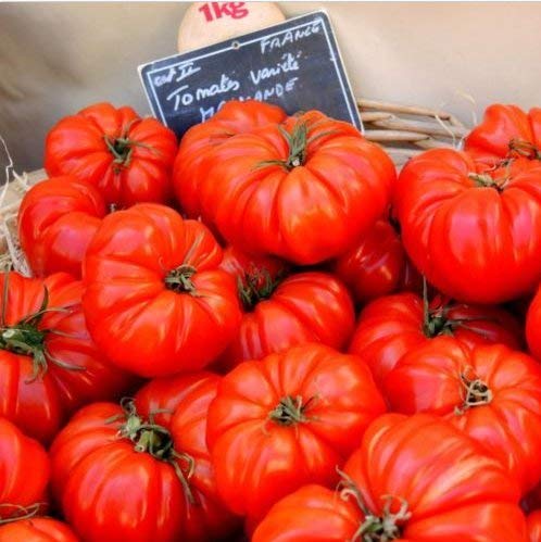 Fresh tomate de la herencia MARMANDE - 150 Seeds - Productivo - resistentes a las enfermedades