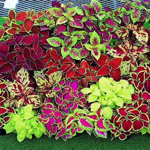 Generic Coleus Blumei Seeds, 120Pcs Coleus Blumei Seeds Hojas ornamentales Planta Home Garden Yard Bonsai Decor Semillas de Coleus Blumei