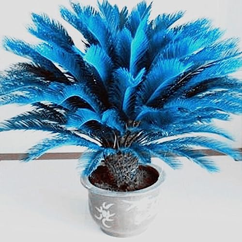 Generic Semillas de palmeras de sagú, 100 piezas Semillas de palmeras de sagú azul Cycad Bonsai Planting Home Garden Decoration 1