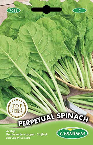 Germisem Perpetual Spinach Semillas de Acelgas 5 g